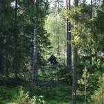 Ghost Swedish Woods