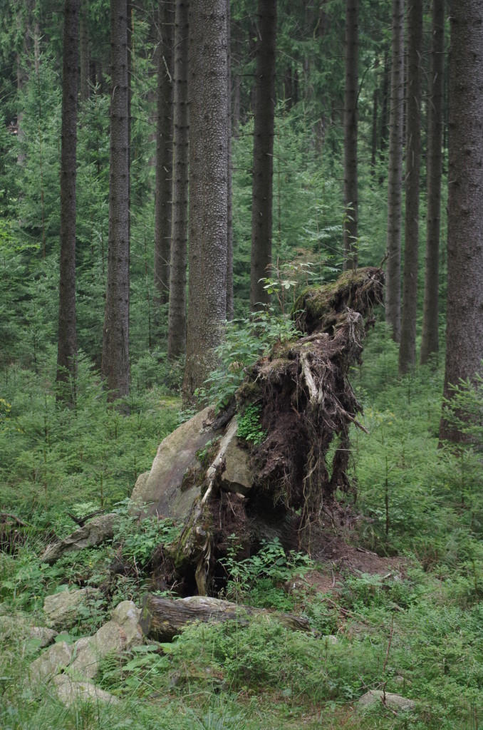 Ghost Harz Woods